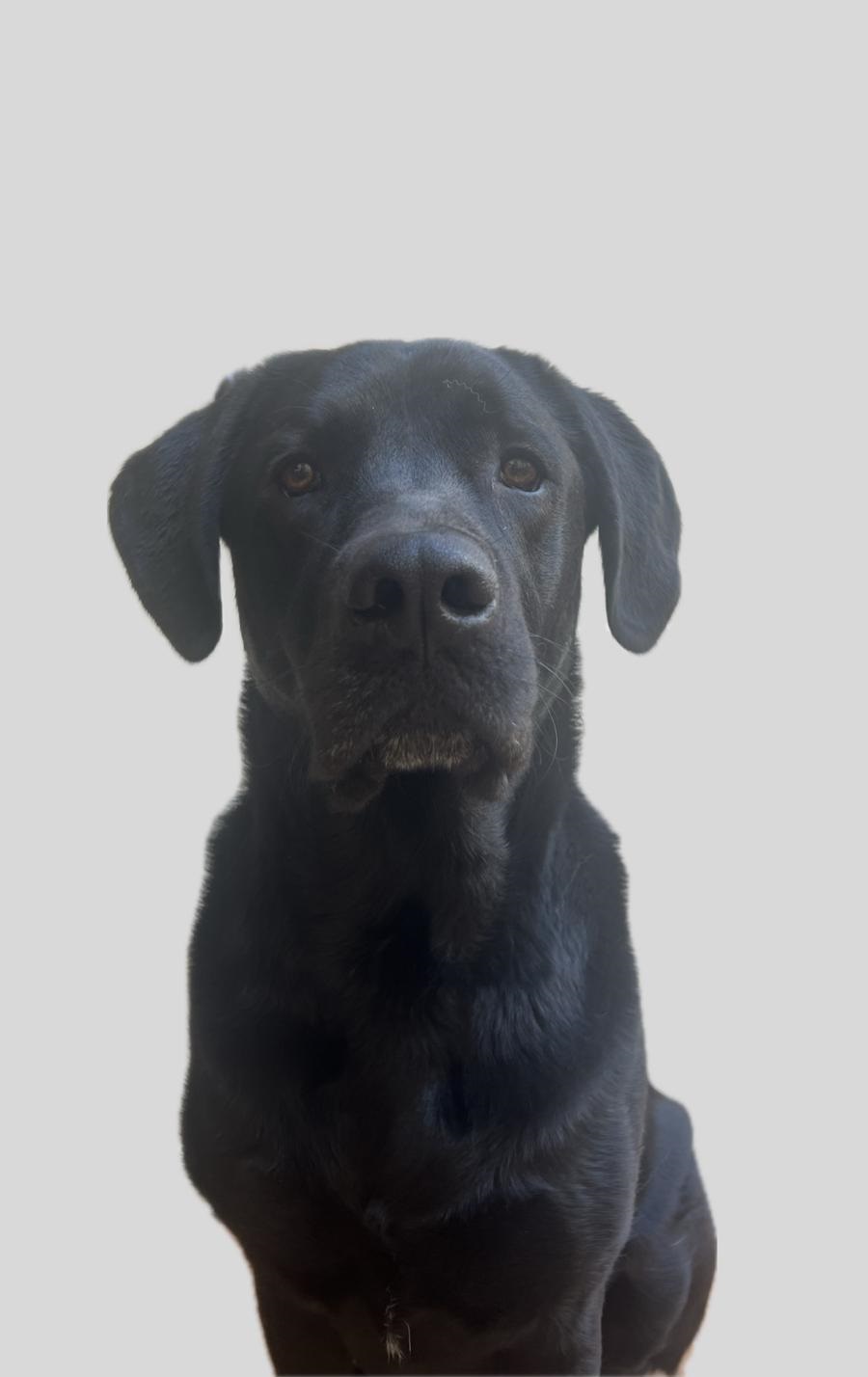 Kala